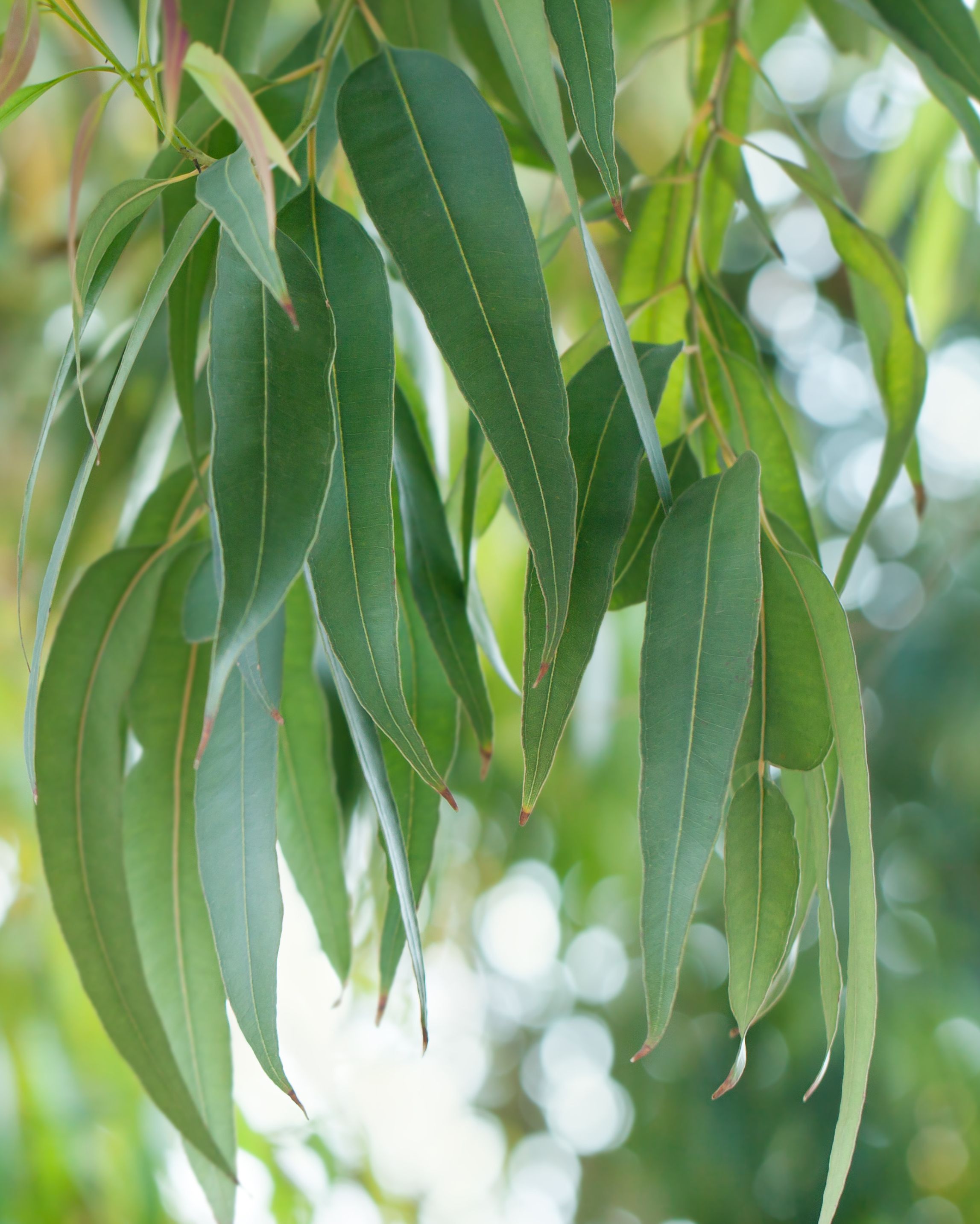 Eucalyptus Radi&eacute;