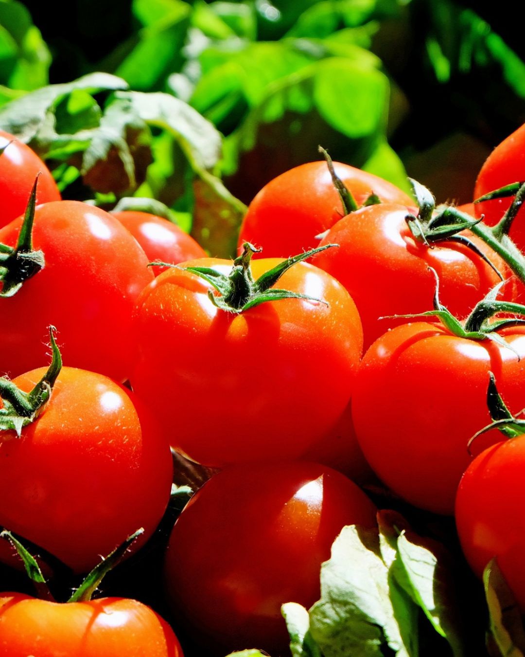 Les Tomates
